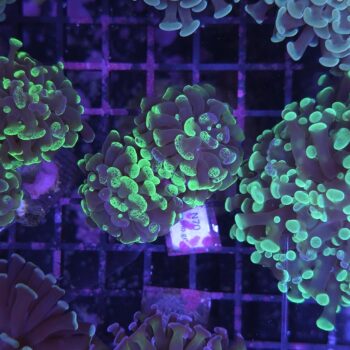 Euphyllia paraancora N70