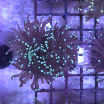 Euphyllia glabrescens K59