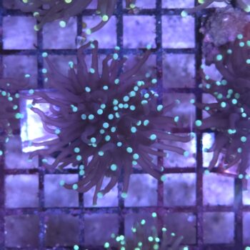 Euphyllia glabrescens K94