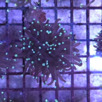 Euphyllia glabrescens N20
