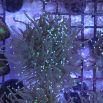 Euphyllia glabrescens K7