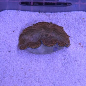 Tridacna derasa 2 (49769)