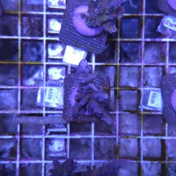 Acropora A535
