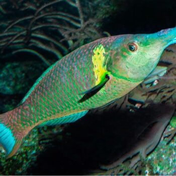Gomphosus varius- Brown Bird Wrasse Female M