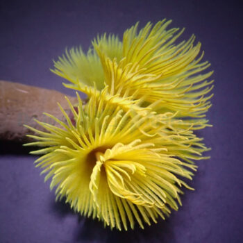 Sabellastarte sp- Yellow Feather Duster XL