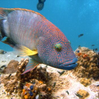 Cheilinus trilobatus - Tripletail Wrasse M