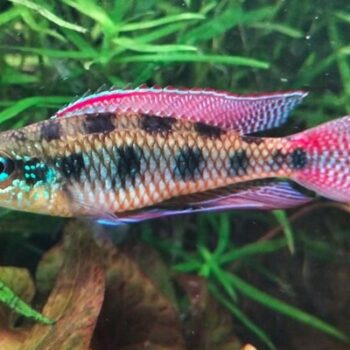 Dicrossus maculatus- Spade tailed Checkerboard Cichlid 4-5cm