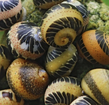 Clithon sowerbianum- Marble Pumpkin Snail M