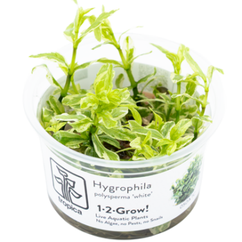 Tropica Hygrophila Polysperma White 1-2 grow