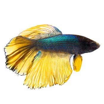 Betta splendens-Betta Bumblebee Male 4-5cm