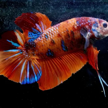 Betta splendens - Siamese Fighting Fish Giant Plakat Male 6cm