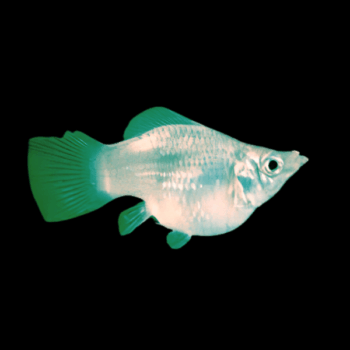 Poecilia latipinna- Green Balloon Molly M