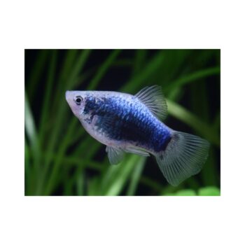 Xiphophorus maculatus - Blue Mickey Mouse Platy S/M