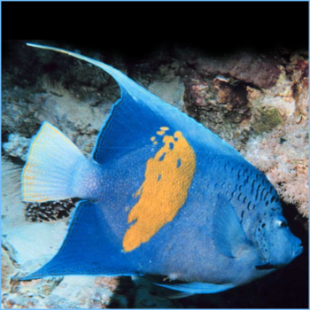 Pomacanthus maculosus - Yellowbar angelfish 15cm