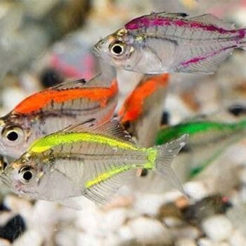 Parambassis ranga -Color Glass Fish M