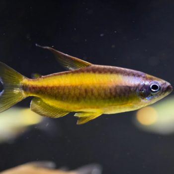 Phenacogrammus aurantiacus - Congo Tetra M