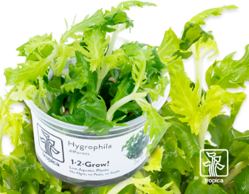 Tropica Hygrophila Difformis 1-2 grow