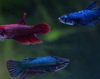 Betta Splendens- Lyretail Fighting Fish L