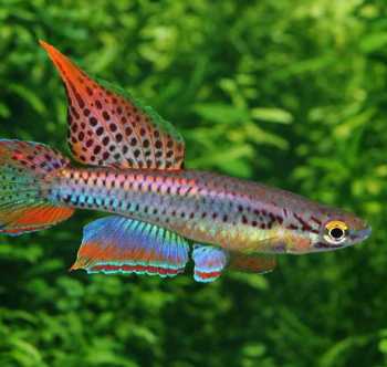 Aphyosemion bivittatum- Lagos Twostripe Lyretail Male 3-4cm