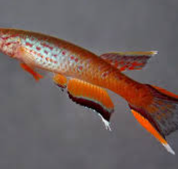 Aphyosemion australe- Kap Lopez Lyretail Killifish Male 3-4cm
