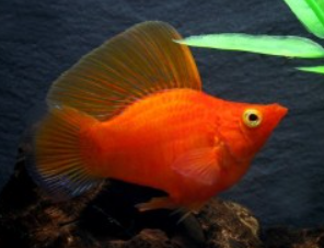 Poecilia latipinna- Red Balloon Molly M