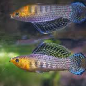 Poecilia latipinna - Assorted Sailfin Molly Male XL