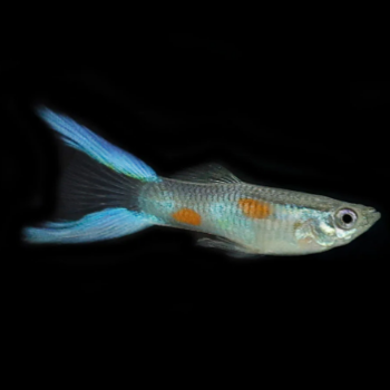 Poecilia reticulata- Blue Lyretail Guppy