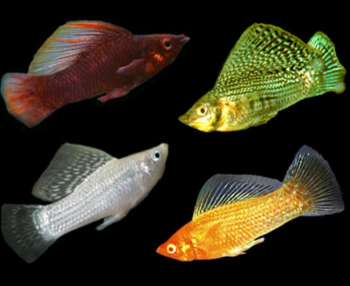 Poecilia latipinna - Assorted Sailfin Molly Female M/L