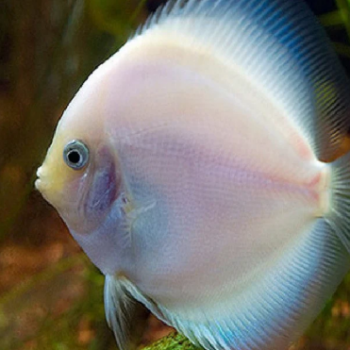 Symphysodon discus- Pearl Diamond Discus 7.5cm