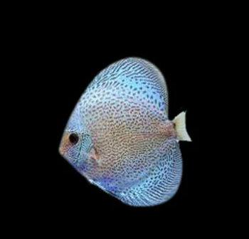 Symphysodon discus- Blue Scorpion Discus 7.5cm