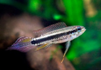 Taeniacara candidi- Dwarf cichlid 3-4cm