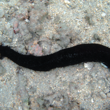 Holothuria leucospilota- Cucumber - Black M