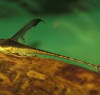 Lamontichthys llanero- Whiptai Catfish 8-10cm