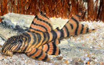 Panaqolus sp. L374- Anapu Tiger Pleco 3cm