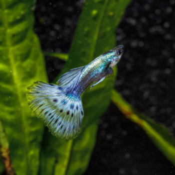 Poecilia reticulata- Blue Variagated Guppy XL