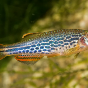 Danio Kyathit- Brachydanio kyathit M