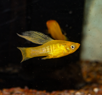 Xiphophorus maculatus - Yellow 'Banana' Variatus High Fin Platy 2.5cm