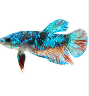 Betta splendens- Betta Plakat Blue Starlight 3.5-4cm