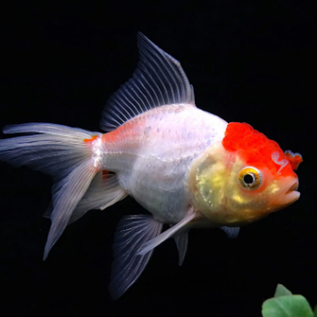 Carassius auratus - Red & White Oranda Rose Tail 11-13cm