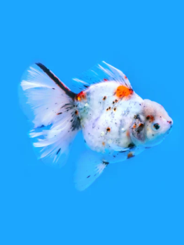 Carassius auratus - Oranda White Calico Short Tail 10-12cm