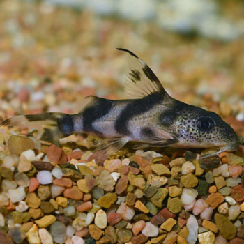 Synodontis decorus- Clown squeaker 3cm