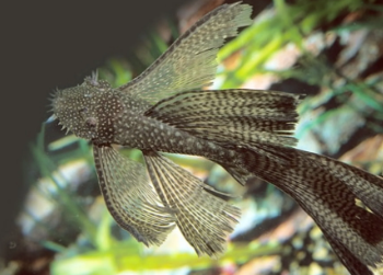 Ancistrus sp- Ancistrus Black Longfin 3cm
