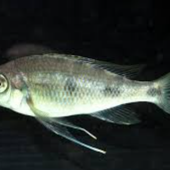 Ophthamotilapia ventralis- Ventralis Cichlid 4cm