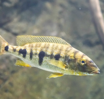Boulengerochromis microlepis- Giant Cichlid 5cm