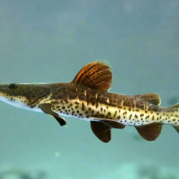 Phractocephalus hemioliopterus- Leopard Catfish 6cm