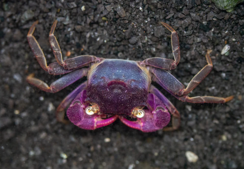 Geosesarma sp.-Bogorensis Crab / Purple Vampire Crab