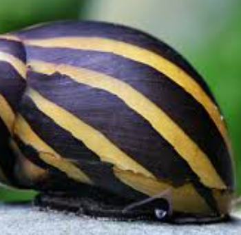 Neritina turrita- Tiger Snail 1.5cm