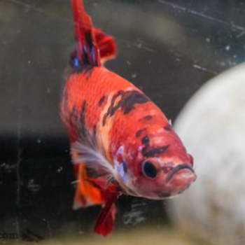 Betta splendens - Siamese Fighting Fish Giant Koi Plakat Male 6cm