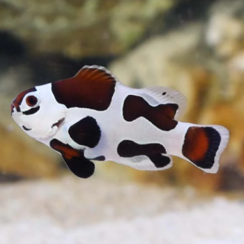 Amphiprion ocellaris- Mocha Storm Clownfish