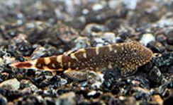 Pseudogastromyson ocellatus- Eyespotted Borneo sucker